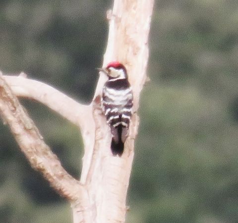 Picot garser petit  - Emiliano Ramos