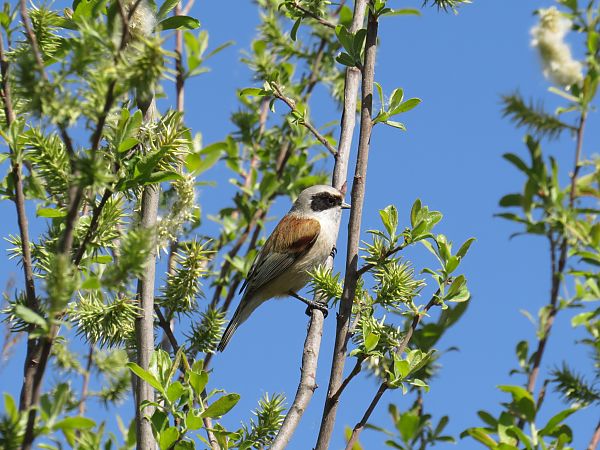 Teixidor  - Emiliano Ramos