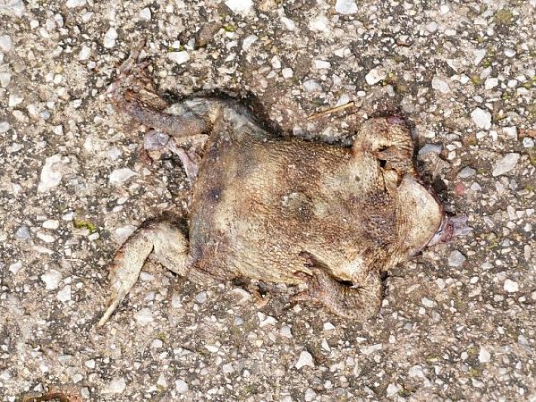 Gripau comú  - Josep M. Palau Garrabou