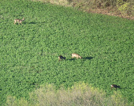 Cabirol  - Josep Ignasi Tejedor Boned