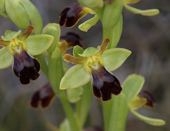 Ophrys forestieri  - Josep Ignasi Tejedor Boned