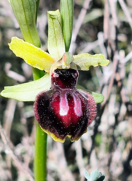 Ophrys passionis  - Cristina Viudez