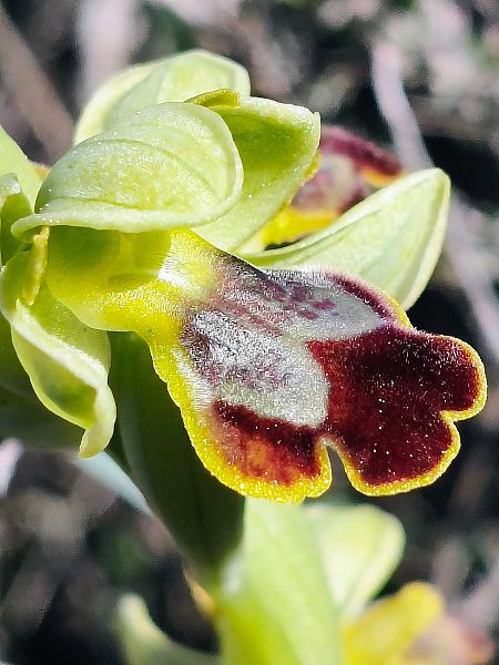 Ophrys bilunulata  - Cristina Viudez