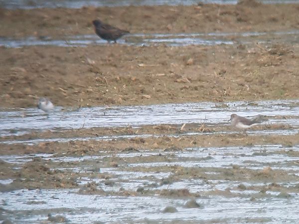 Territ de Temminck  - Guillem Saguer Parés