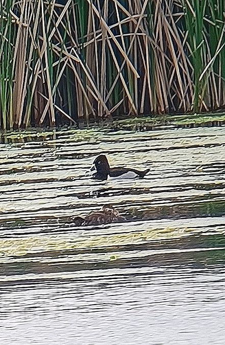 Morell de collar  - Thomas Kuppel