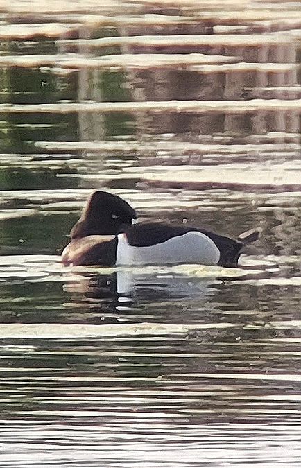 Morell de collar  - Thomas Kuppel