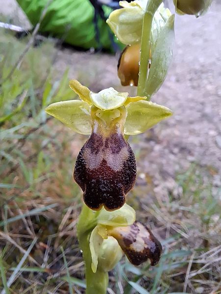 Ophrys forestieri  - Fiona Thomas Hurn