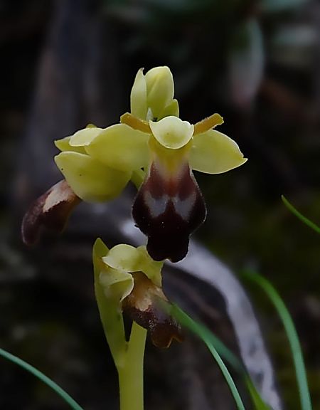 Ophrys forestieri  - Fiona Thomas Hurn