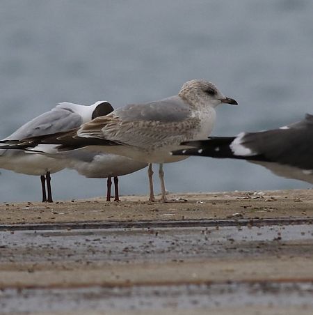 Gavina cendrosa  - Camilo Albert Fernández