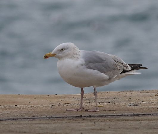 Gavià argentat de potes roses  - Camilo Albert Fernández