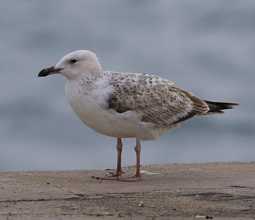 Gavià caspi  - Camilo Albert Fernández