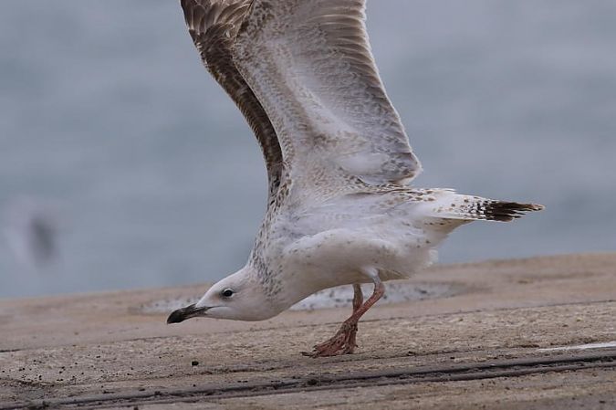Gavià caspi  - Camilo Albert Fernández