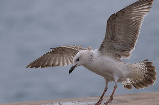 Gavià caspi  - Camilo Albert Fernández