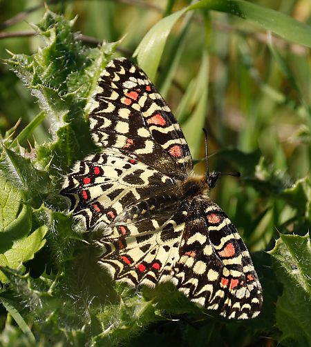 Arlequí  - Theo Loinaz