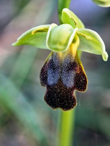Ophrys forestieri  - Ernest Gatell i Roset