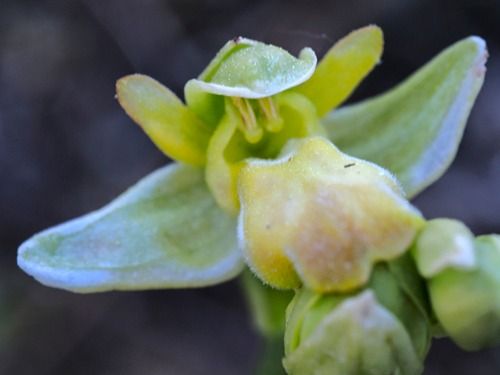 Ophrys forestieri  - Ernest Gatell i Roset
