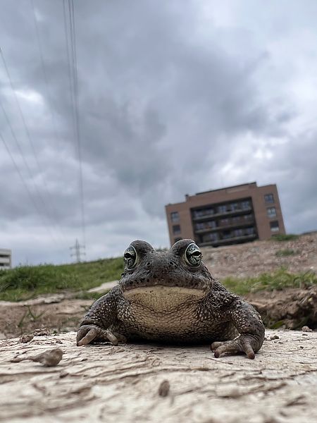 Gripau corredor  - Pol Sar