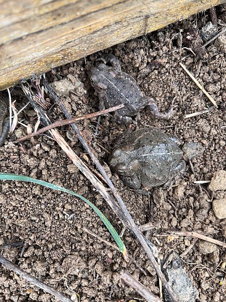 Gripau corredor  - Pol Sar