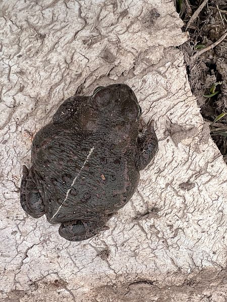 Gripau corredor  - Pol Sar