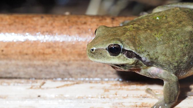 Reineta meridional  - Pol Sar