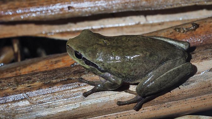 Reineta meridional  - Pol Sar