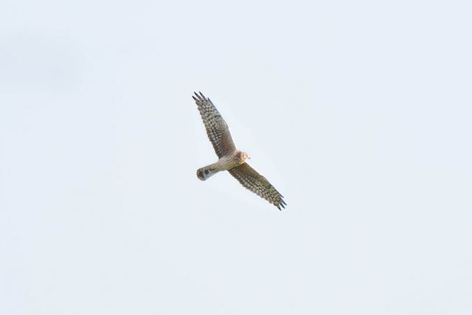 Arpella pàl·lida russa  - Miquel Condom