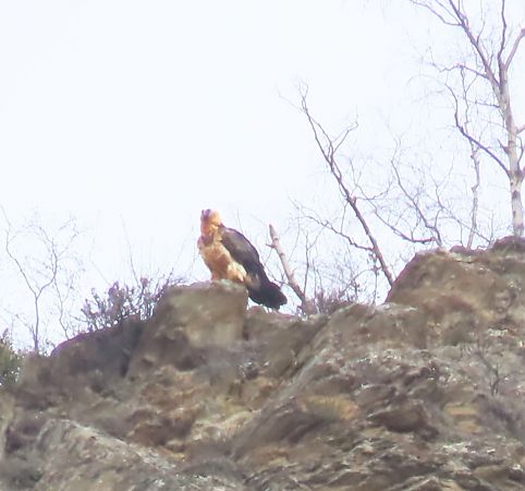 Quebrantahuesos  - Albert López Prat