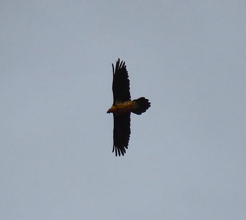 Trencalòs  - Albert López Prat