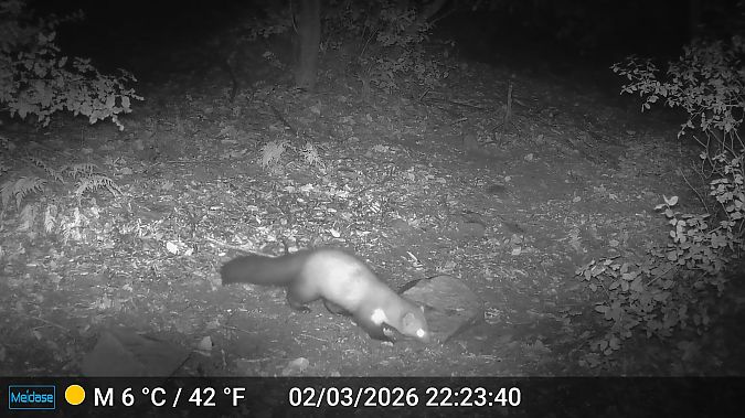 Stone Marten  - Albert López Prat
