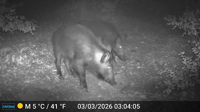 Senglar  - Albert López Prat