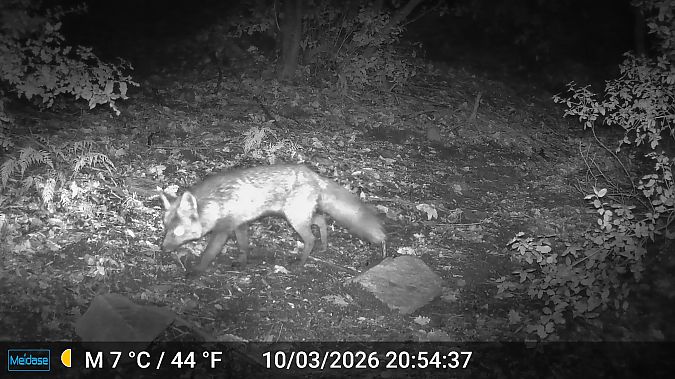 Guineu, guilla  - Albert López Prat