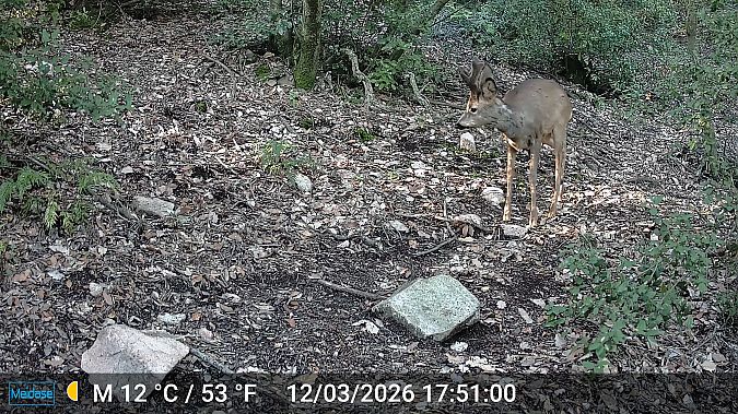 Cabirol  - Albert López Prat
