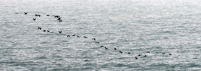 Capó reial  - Lluís Casilari