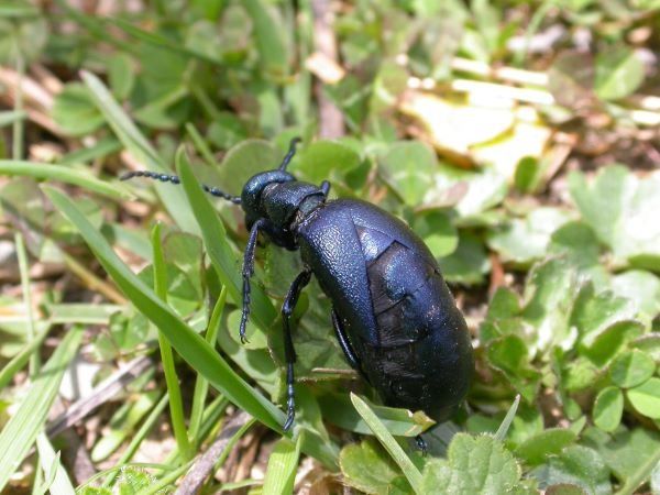 Meloe proscarabaeus  - Ignacio López González