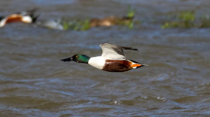 Ànec cullerot  - Jordi Romaguera Güell