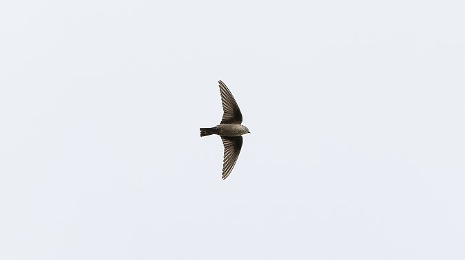 Roquerol  - Jordi Romaguera Güell