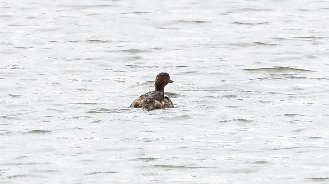 Cabusset  - Jordi Romaguera Güell