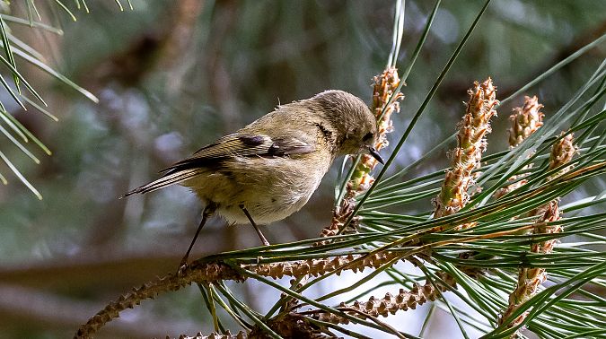 Reietó  - Jordi Romaguera Güell