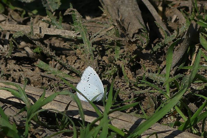 Blaveta de l'heura  - Lourdes Torres Montoliu