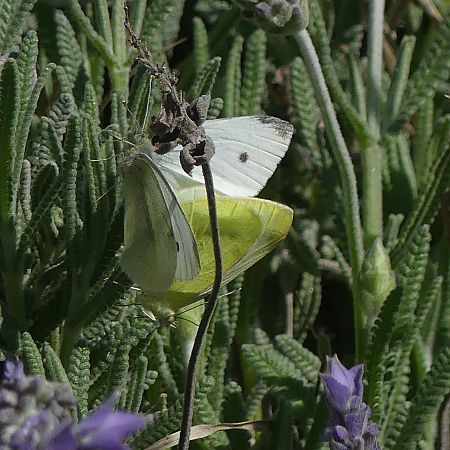 Blanqueta de la col  - Lourdes Torres Montoliu