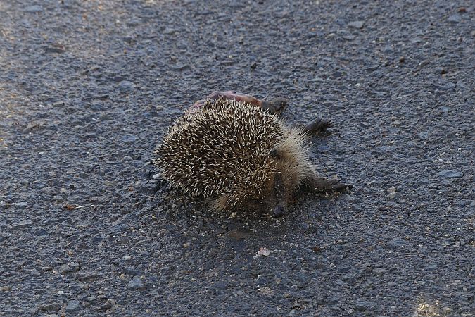 Eriçó comú, eriçó fosc  - Lourdes Torres Montoliu