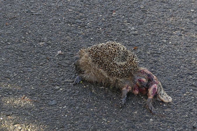 Eriçó comú, eriçó fosc  - Lourdes Torres Montoliu