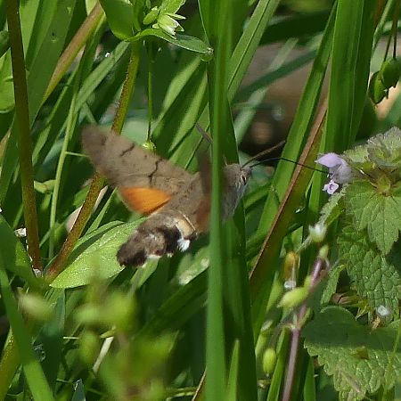 Macroglossum stellatarum  - Lourdes Torres Montoliu