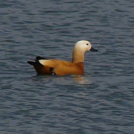 Ànec canyella  - Lourdes Torres Montoliu