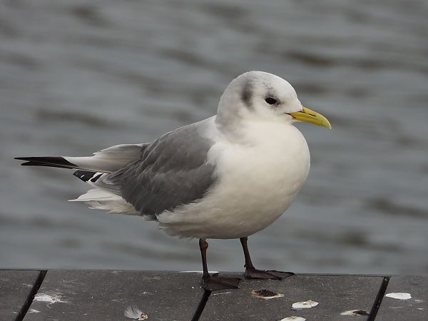 Gavineta de tres dits  - Xavier Tomás