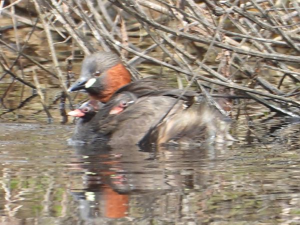 Cabusset  - Xavier Tomás