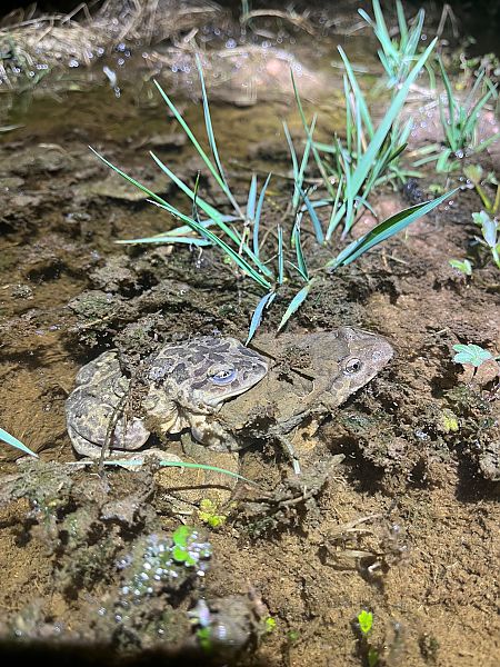 Granota pintada  - Joseph Grosse