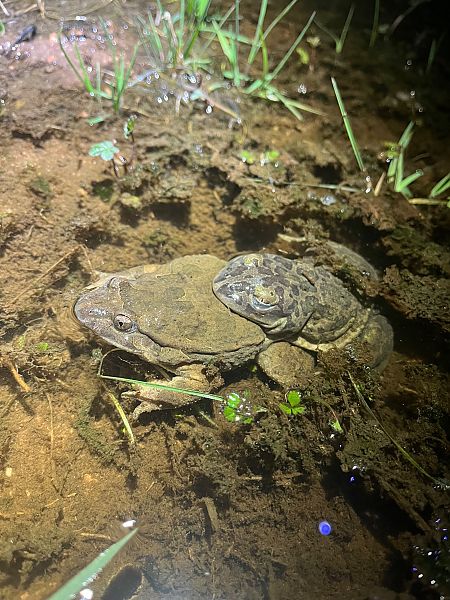 Granota pintada  - Joseph Grosse