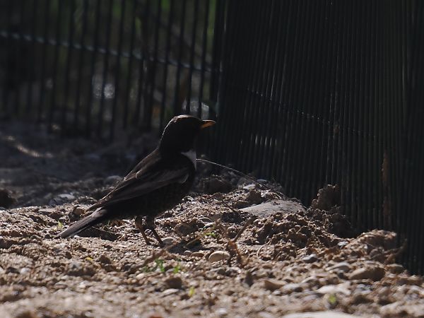 Merla de pit blanc  - Olga Gairin Deulofeu