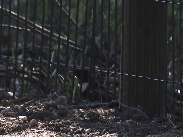 Merla de pit blanc  - Olga Gairin Deulofeu